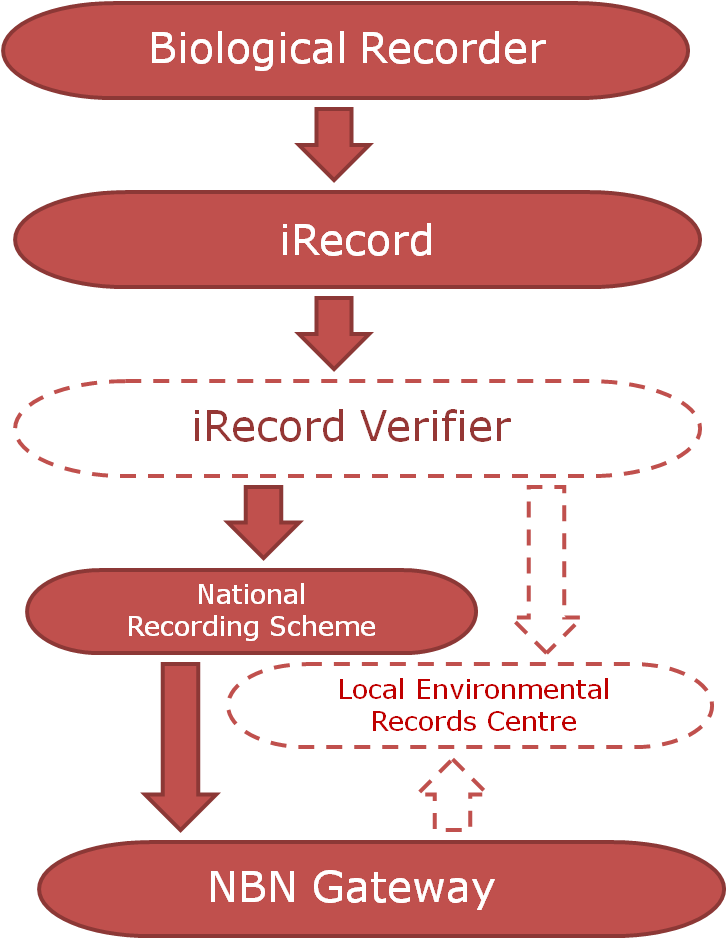 iRecord data flow