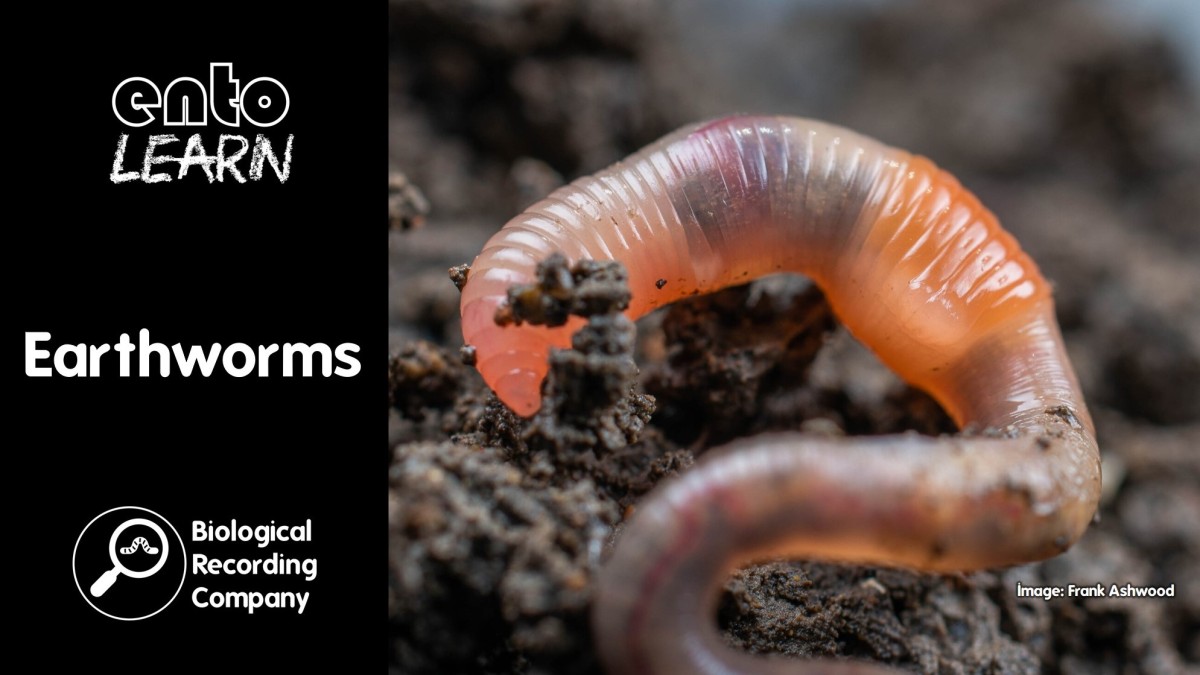 entoLEARN: Earthworms
