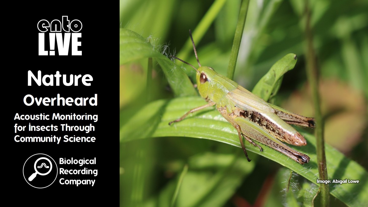 Nature Overheard: Acoustic Monitoring for Insects Through Community Science