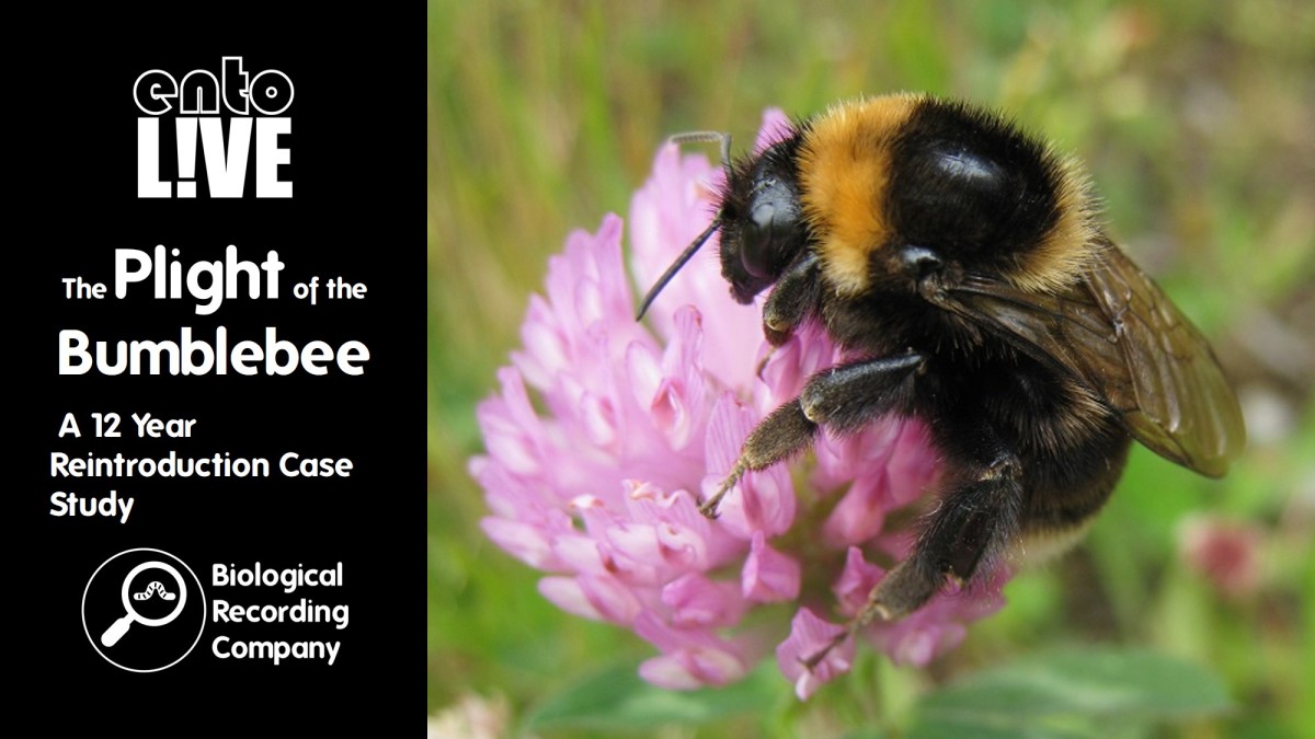 The Plight of the Bumblebee: A 12-Year Reintroduction Case Study